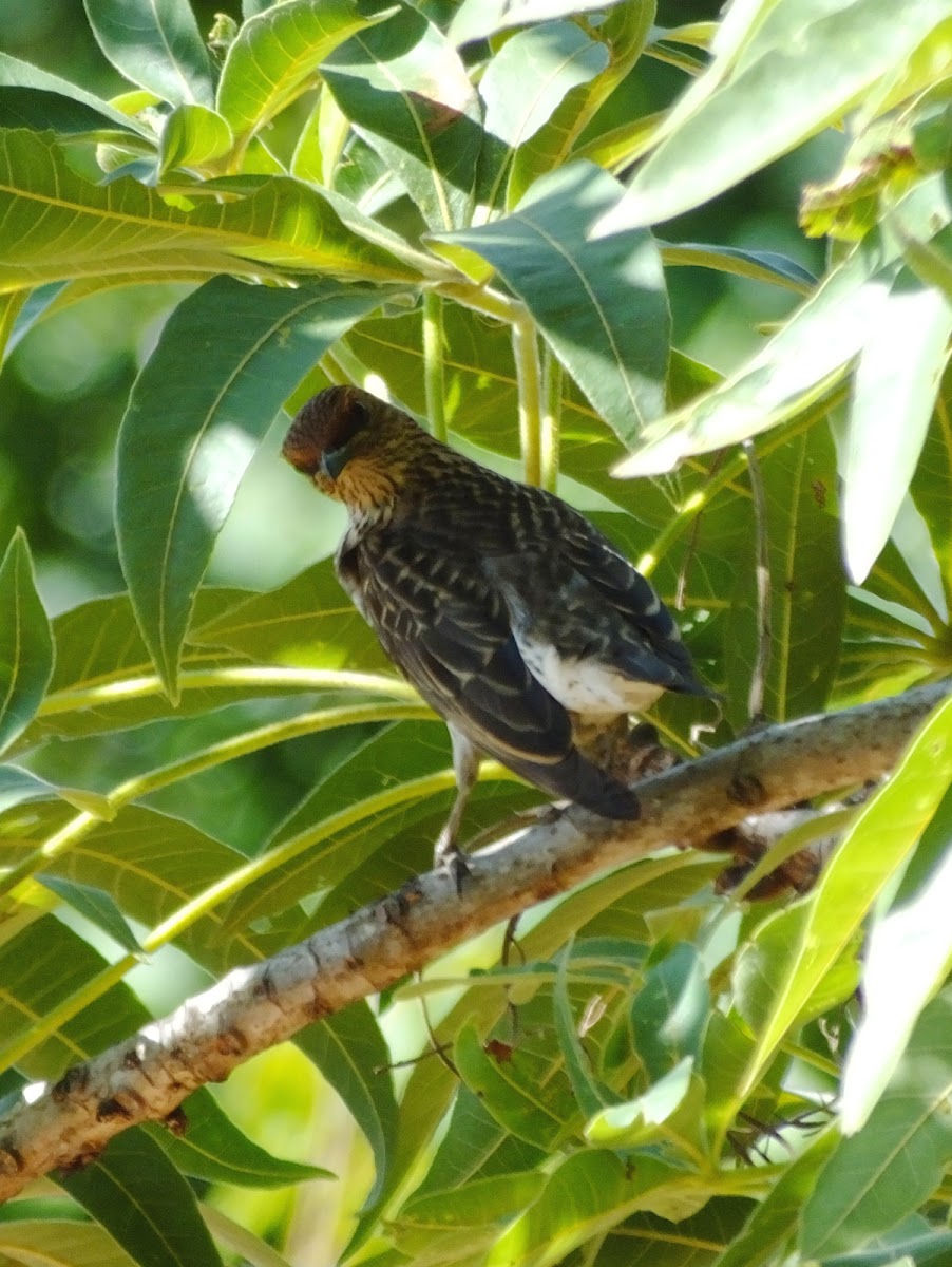 Violet-backed Starling (female)