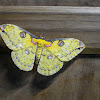 Golden Emperor moth