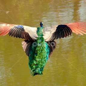 Indian Peafowl in Action! by Suhaas Premkumar - Animals Birds