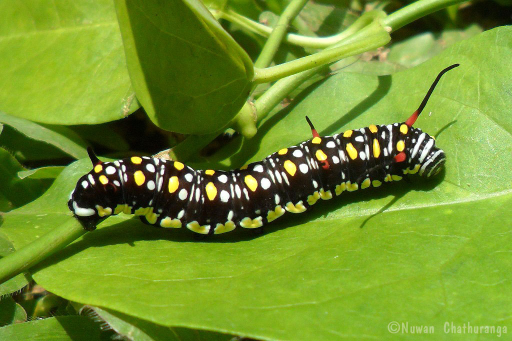 Common Tiger Caterpillar