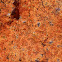 Orange beach lichen