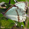 Borboleta Morfo Branca (White Morpho Butterfly)