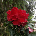 Red rose