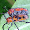 Milkweed beetle