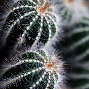 by Md Mamunur Rahman - Nature Up Close Other plants