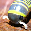 Millipede, Piolho-de-cobra (Brazil)
