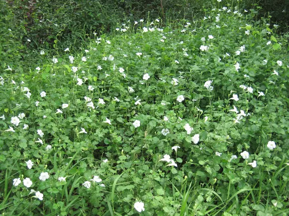 Image result for Creeping foxglove