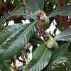 Loquat Tree