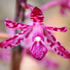 Hyacinth or Christmas Orchid