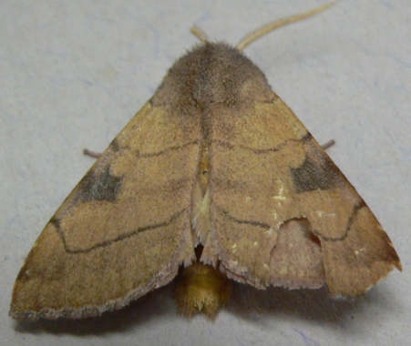Bent-line Dart Moth