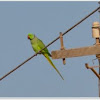 Ring-necked Parakeet (Rose-ringed Parakeet)