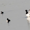 Tufted Duck