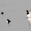 Tufted Duck