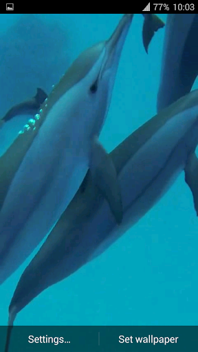 【免費個人化App】Dolphins. Live Video Wallpaper-APP點子