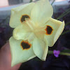 Bicolor iris