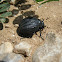 Tenebrionid Beetle