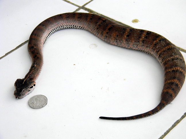 New Guinea death adder