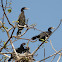 Little Cormorant