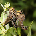 Robber flies (mating)