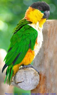 How to install Birds. Animals Puzzles 1.04 unlimited apk for pc