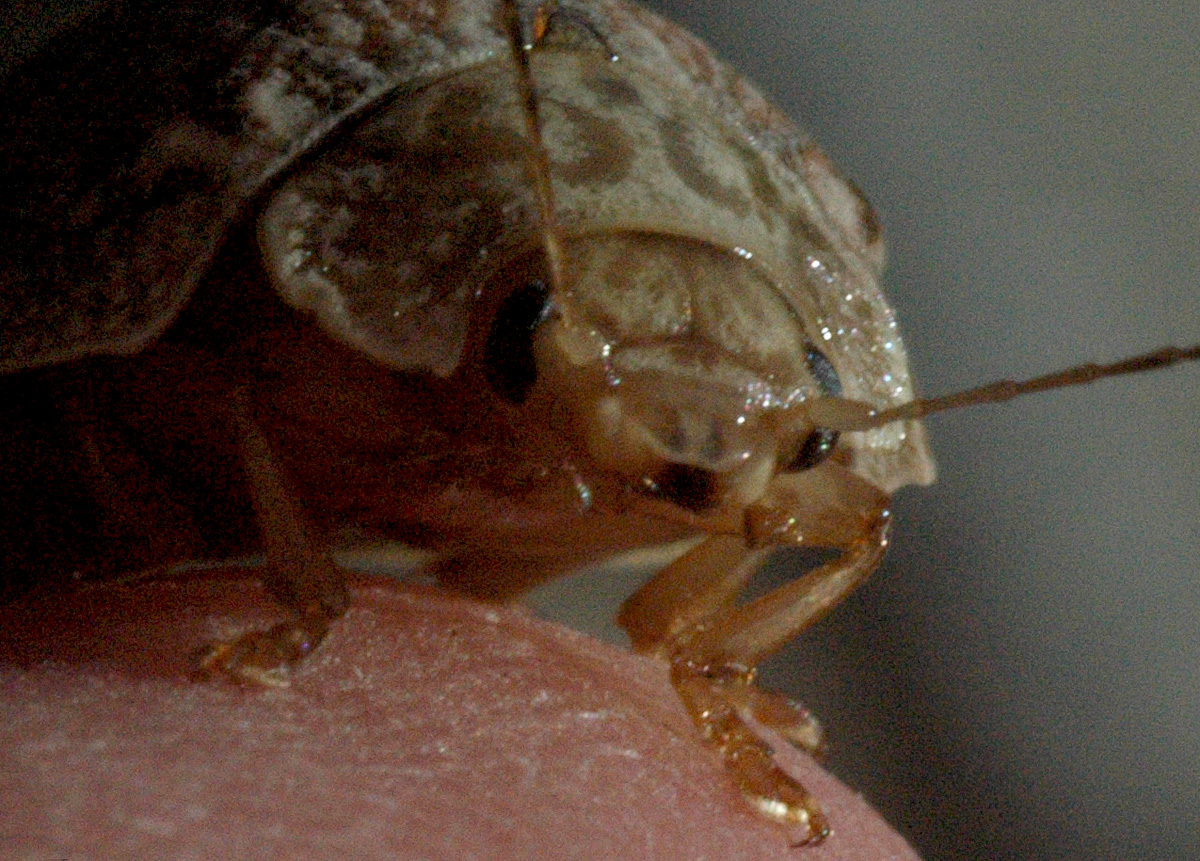 Paropsine Leaf beetle