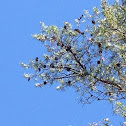 Lodgepoll pine