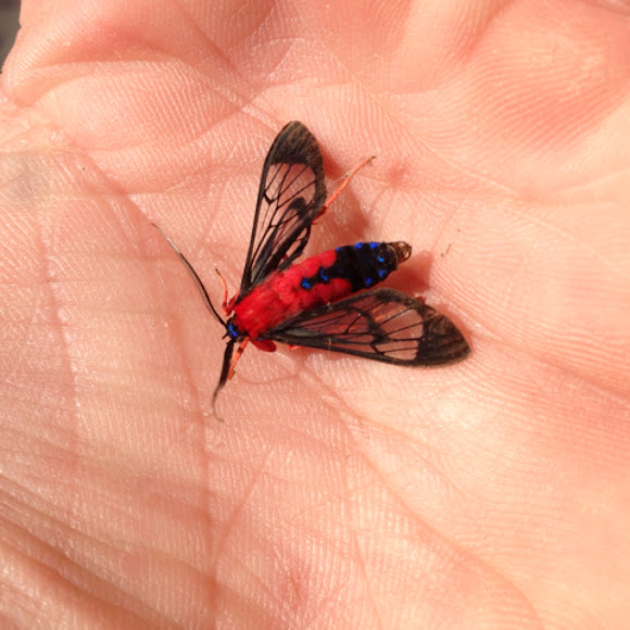 Scarlet Bodied Wasp Moth Project Noah