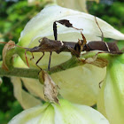 Eastern Leaf-footed Bug