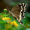 Palamedes swallowtail