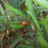 Harlequin Ladybug  