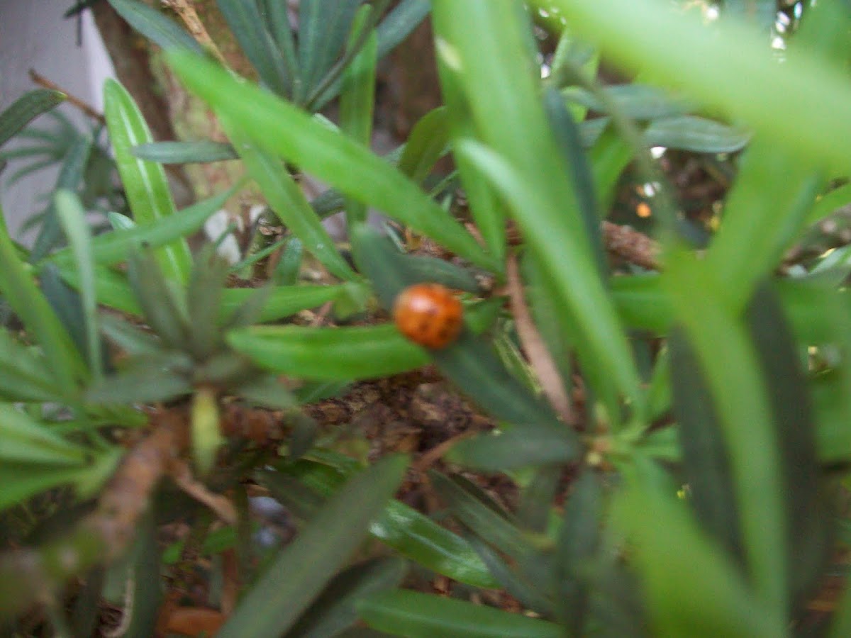Harlequin Ladybug  