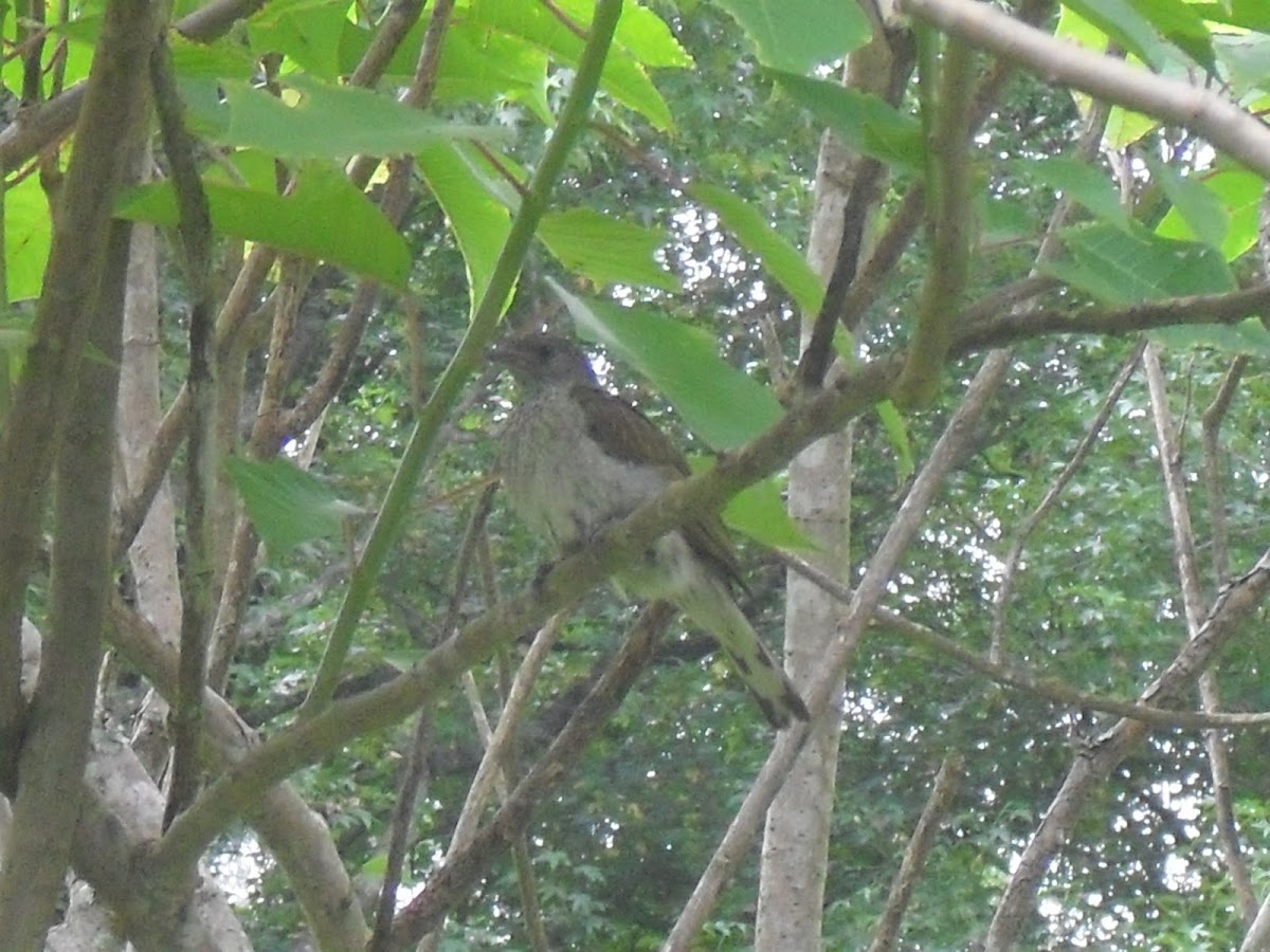 Scaly-Throated Honeyguide