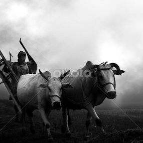 Foggy Morning   by Abhishek Mandal - Black & White Portraits & People