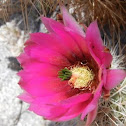 Engelmann's Hedgehog Cactus