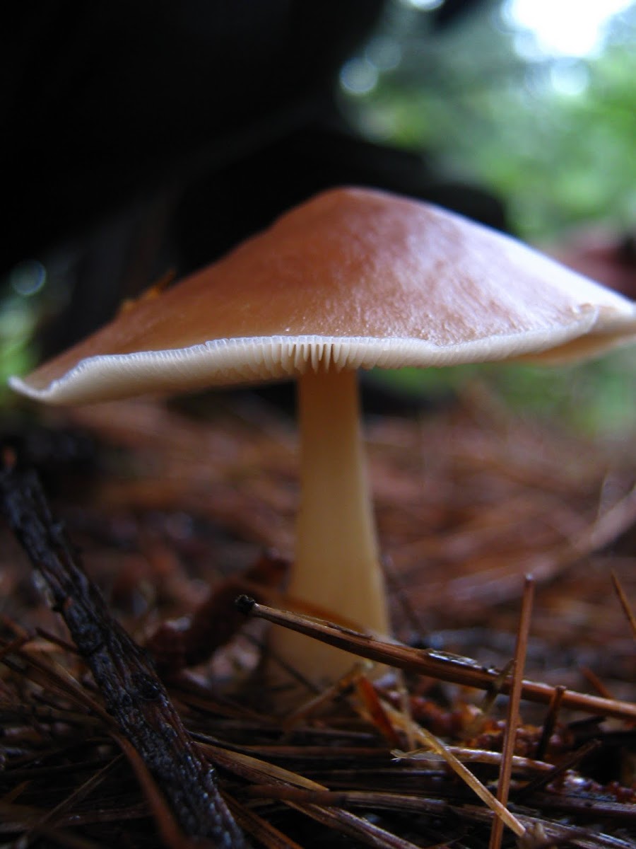mystery mushroom