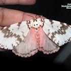Pink Gypsy Moth