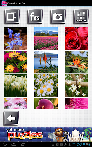 【免費攝影App】花拼圖 - 免費遊戲-APP點子