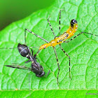 Assassin bug