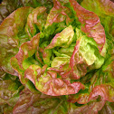Lettuce (Butterhead), 'Sangria'