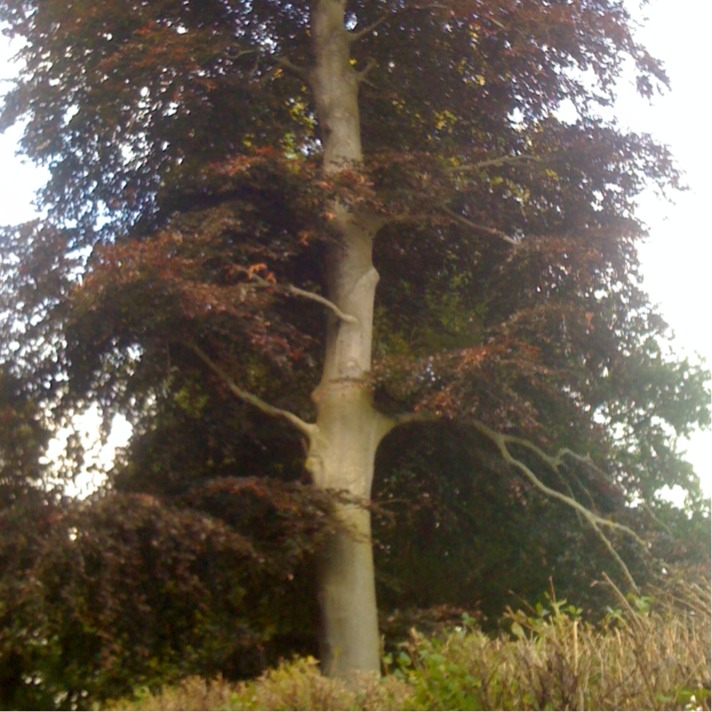 Copper Beech tree