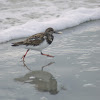 Ruddy Turnstone