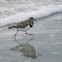 Ruddy Turnstone