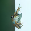 Balinese Frog