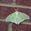 Luna Moth