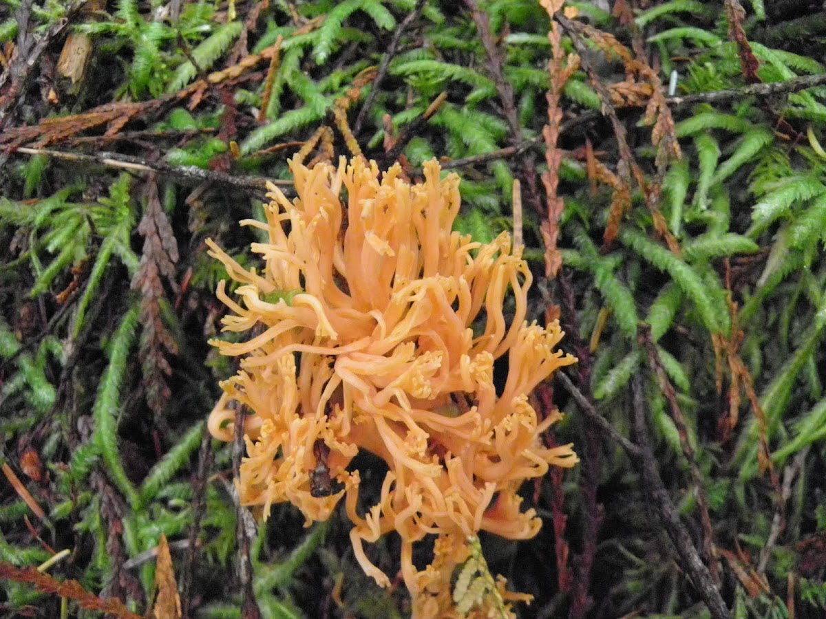 yellow coral mushroom