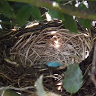 Robin nest & eggs
