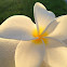 white frangipani