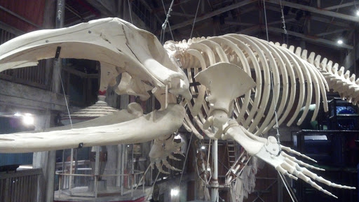 North American Right Whale Skeleton