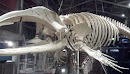 North American Right Whale Skeleton