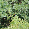 Red-Winged Blackbirds (Males)